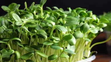 garnishing-instructions-image